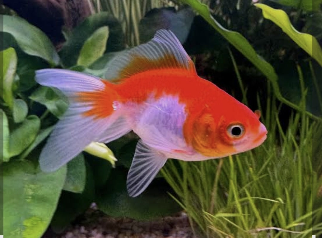 Red & White Fantail	Medium