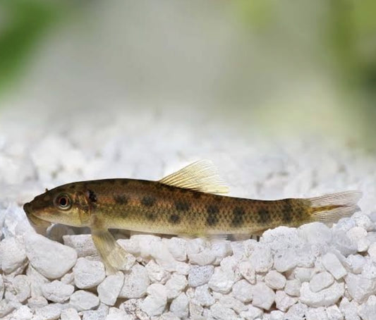 Chinese Algea Eater	Med