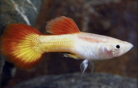 Sunset Male Guppy (Show)