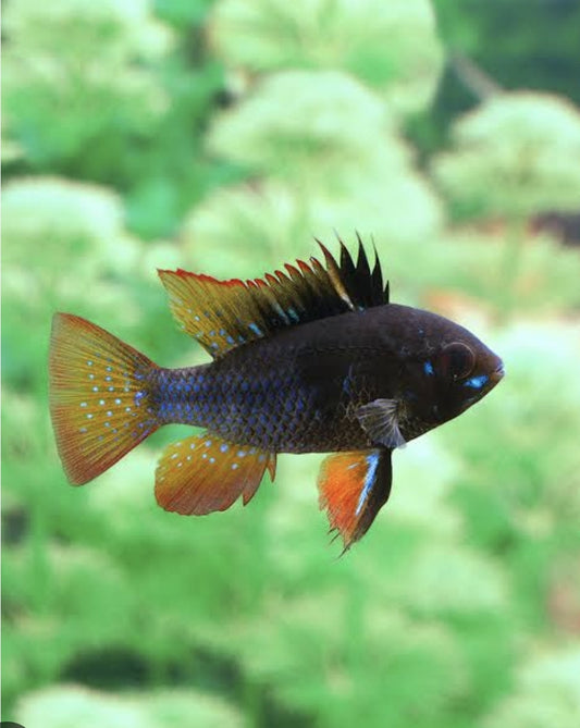 Dark Knight Ramirezi	Xlrg