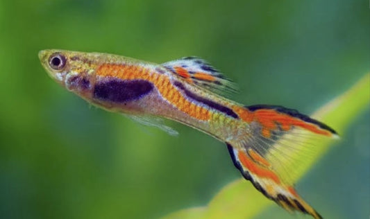 Ender Male Guppy (Show)