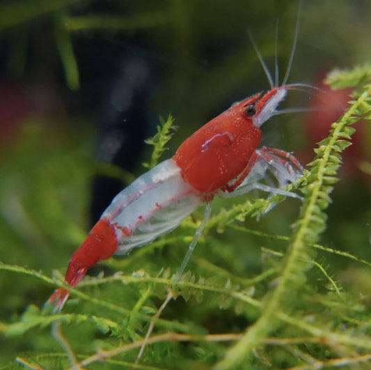 Shrimp Red Rilli